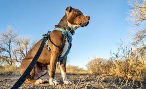 No Pull Training Harness: A Lightweight and Adjustable Solution for Walking Your Dog